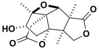 Skeletal structure of merrilactone A