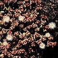 Mesembryanthemum crystallinum 1983-1.JPG