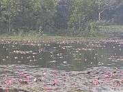 Migratory birds at the Jahangirnagar University campus