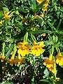 Mimulus aurantiacus-4.jpg