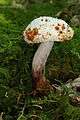 Mold boletus chrysenteron rotfussroehrling.jpg