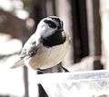 MountainChickadee.jpg