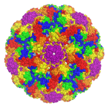 A rendered capsid image with the symmetry-related VP1 monomers shown in different colors and centered on a strict pentamer, producing a radial symmetry effect.