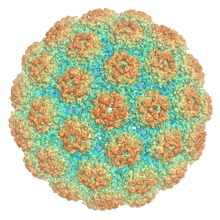 A rendering of an icosahedral viral capsid comprising 72 pentamers of VP1, colored such that areas of the surface closer to the interior center appear blue and areas further away appear red.