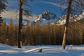 Pine beetle-killed trees in the SNRA below Mount Heyburn in winter