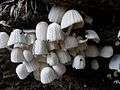 Mushrooms on the wood.jpg