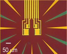 Image of four tungsten transition edge sensors.