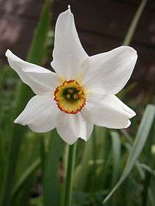 Flower of Narcissus  poeticus