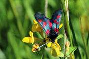 Narrow-bordered five-spot burnet moth (Zygaena lonicerae).jpg