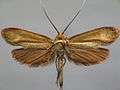 Nemophora metallica BE-MK-7-327a.jpg