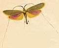 Nemophora metallica ill.JPG