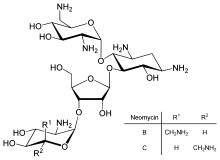 A chemical structure of neomycin molecule.