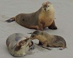 A family of Australian sea lions at Seal Bay Conservation Park on Kangaroo Island, South Australia