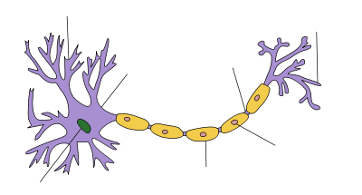 At one end of an elongated structure is a branching mass. At the centre of this mass is the nucleus and the branches are dendrites. A thick axon trails away from the mass, ending with further branching which are labeled as axon terminals. Along the axon are a number of protuberances labeled as myelin sheaths.