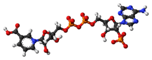 Ball-and-stick model of the NAADP molecule