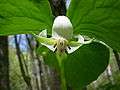 Nodding trillium flower -SC woodlot- 2.JPG