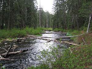 A small stream with grassy banks surrounded by pine forests