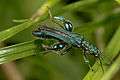 Oedemera nobilis (7161276747).jpg