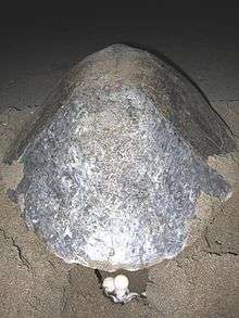 Photo of rear of turtle on beach with three white, round eggs lying behind it in a small hole in the sand