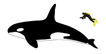 Diagram showing a killer whale and scuba diver from the side: The whale is about four times longer than a human, who is roughly as long as the whale's dorsal fin.