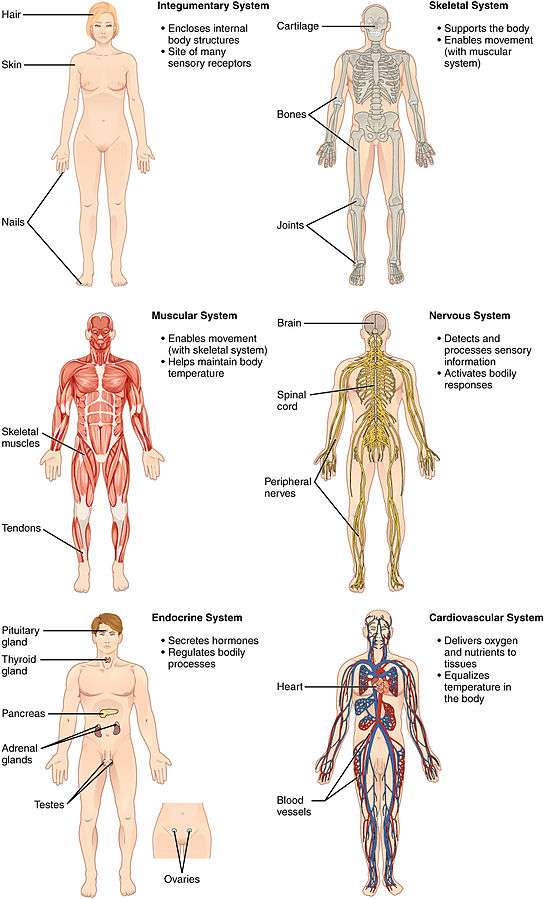 Organ Systems I.jpg