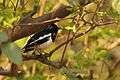 Oriental magpie robin (Sanjay Gandhi Biological Park).jpg