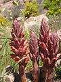 Orobanche rapum-genistae02.jpg