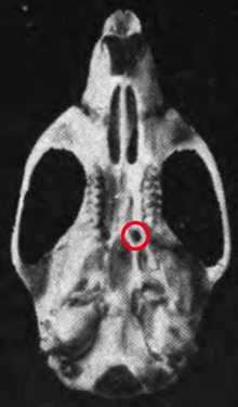 Skull, seen from below, on a black background. Red circle next to left third upper molar on the palate, around a dark field.