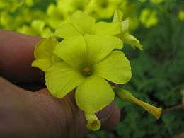 Oxalis pes-caprae flower5 (14706879736).jpg