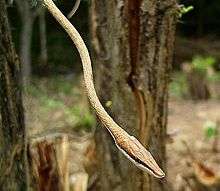 Mexican vine snake showing eyestripe