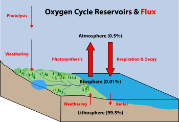 Diagram of the oxygen cycle