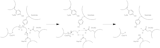 Arrow pushing mechanism of PTP1B phosphatase activity.