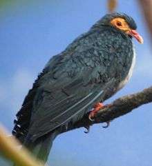 Papuan Mountain Pigeon 3.jpg