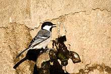  Bird with similar markings to great tit, but colours washed out and greyer, drinks from a leaking tap