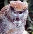 Patas monkey.jpg