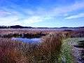 Pauatahanui Wildlife Reserve 3.JPG