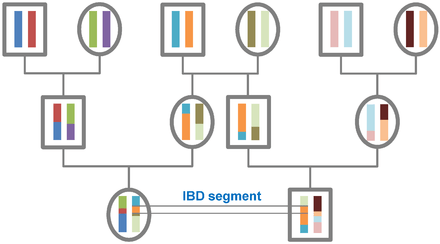 The origin of IBD segments is depicted via a pedigree.