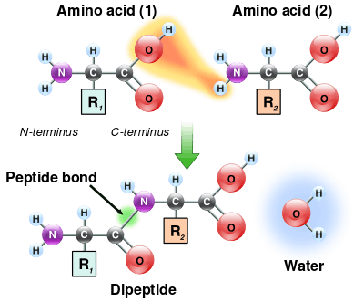 Two amino acids are shown next to each other. One loses a hydrogen and oxygen from its carboxyl group (COOH) and the other loses a hydrogen from its amino group (NH2). This reaction produces a molecule of water (H2O) and two amino acids joined by a peptide bond (-CO-NH-). The two joined amino acids are called a dipeptide.