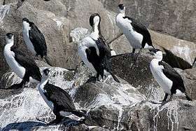 Group of black-faced cormorants standing on rocks