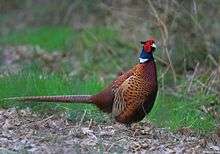 Profile of a large brown bird with a green and red head and a white collar