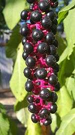 Phytolacca americana cluster - single