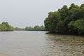 Pichavaram Mangrove Forest 11.JPG