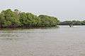 Pichavaram Mangrove Forest 13.JPG