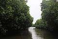 Pichavaram Mangrove Forest 16.JPG