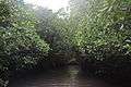 Pichavaram Mangrove Forest 19.JPG