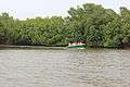 Pichavaram Mangrove Forest 21.JPG