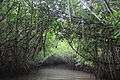 Pichavaram Mangrove Forest 22.JPG