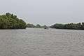 Pichavaram Mangrove Forest 8.JPG