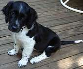 A A young Stabyhoun pup