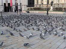 Pigeons flocking to London's Trafalgar Square